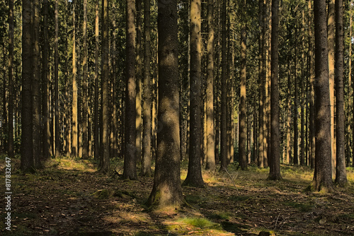 Sunny pine forest in Ardennes near Saint Hubert, Wallonia, Belgium  photo