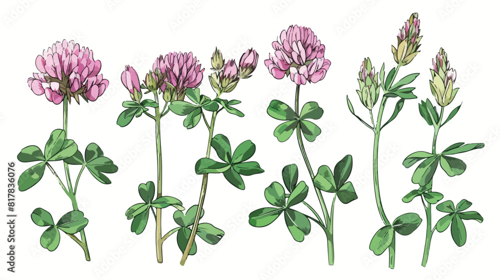 Clover flowers. Botanical drawing of realistic 