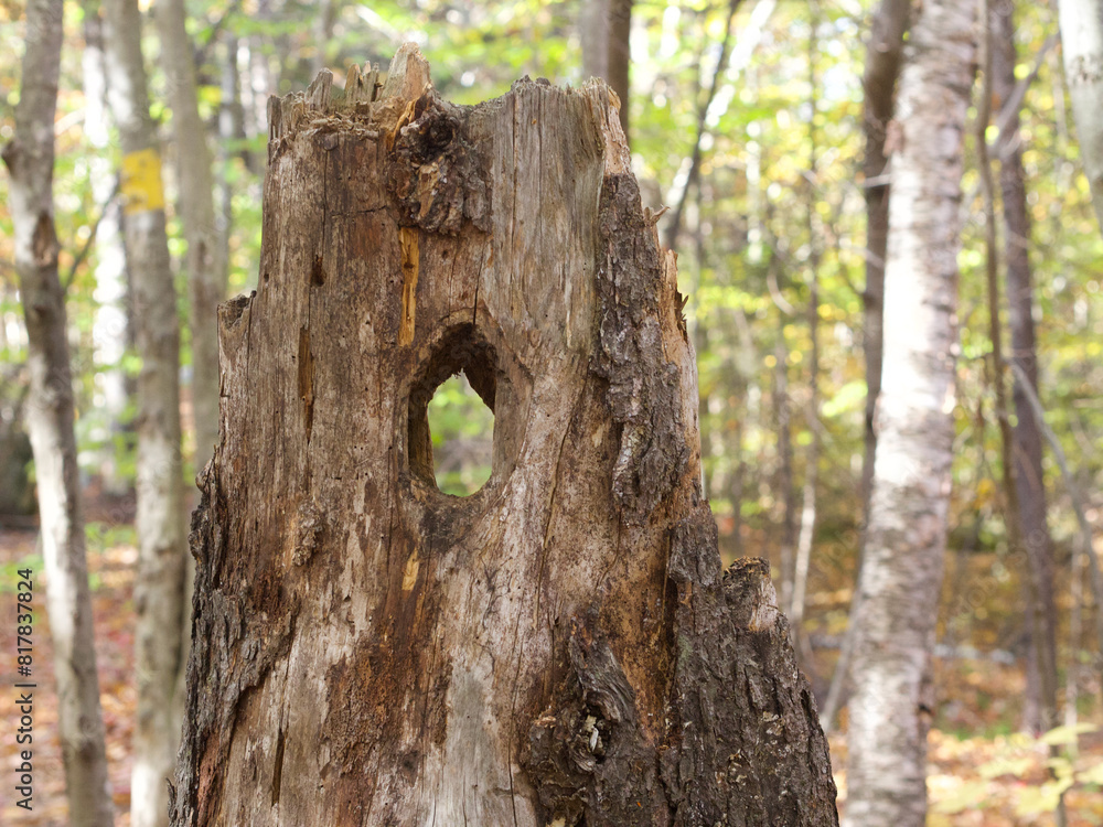 Obraz premium Close-up of a dry tree trunk in a forest