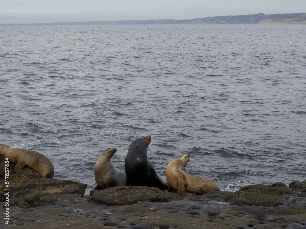 Naklejka premium Group of sea lions rest on the rocky shore, as the waves of the ocean gently crash behind them