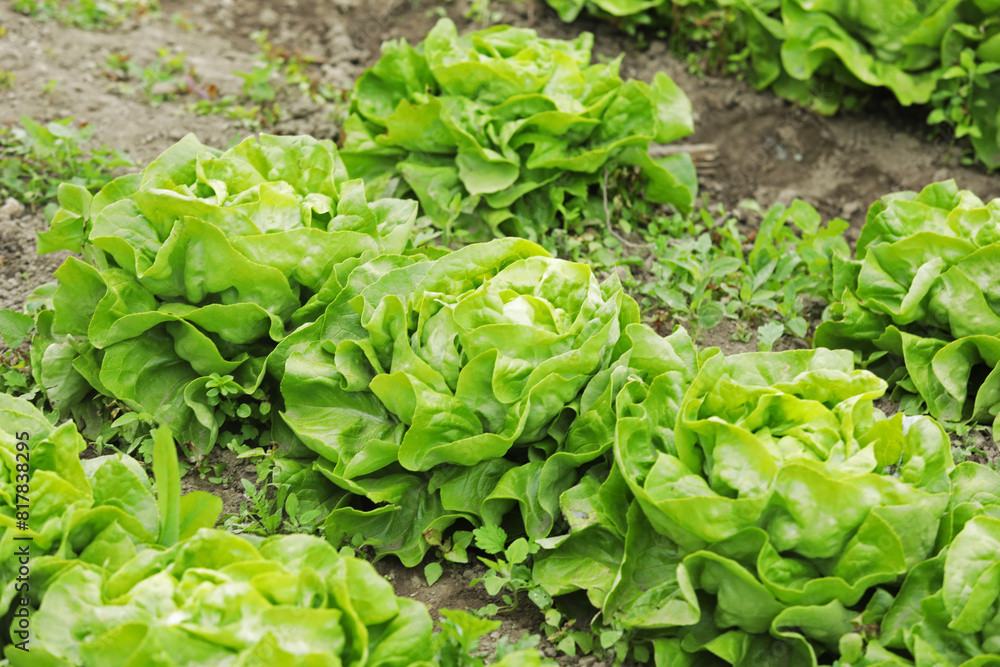 Harvesting lettuce. Fresh green lettuce in the field, eco-friendly growing of green lettuce in the field. Harvesting lettuce. Fresh green lettuce in the field, eco-friendly growing of green lettuce in the field.