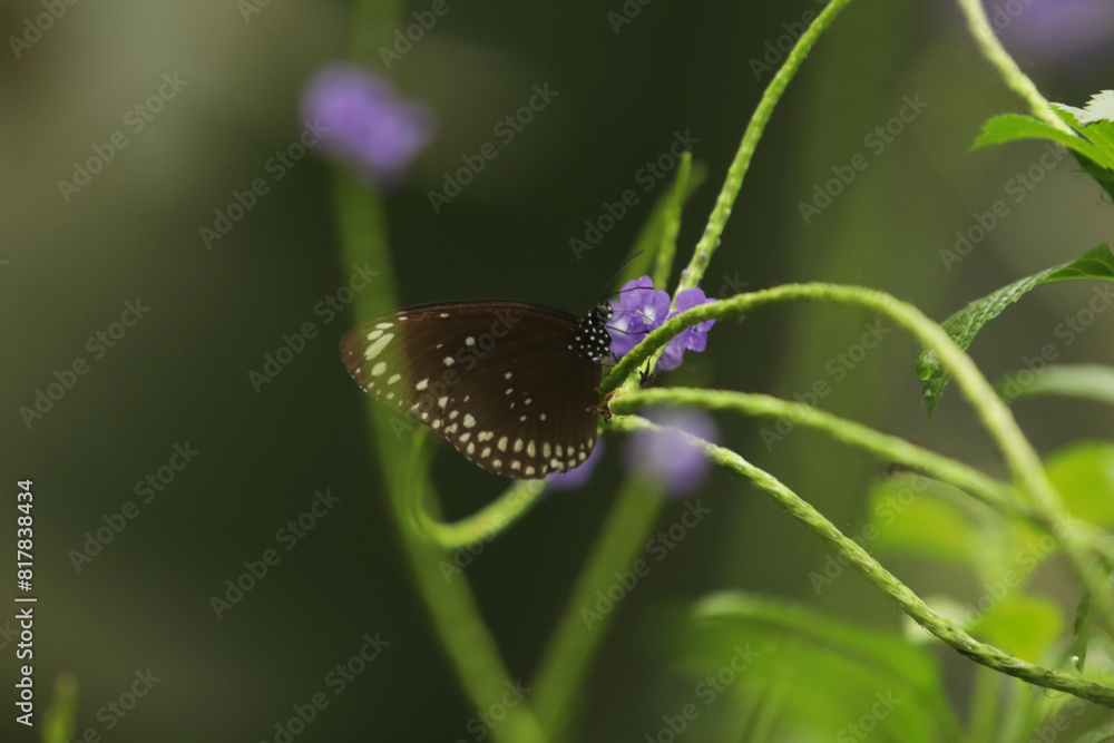 Close-up shot of Euploea klugii, the brown king crow butterfly,King crow butterfly feeding on flower nectar Close-up shot of Euploea klugii, the brown king crow butterfly,King crow butterfly feeding on flower nectar