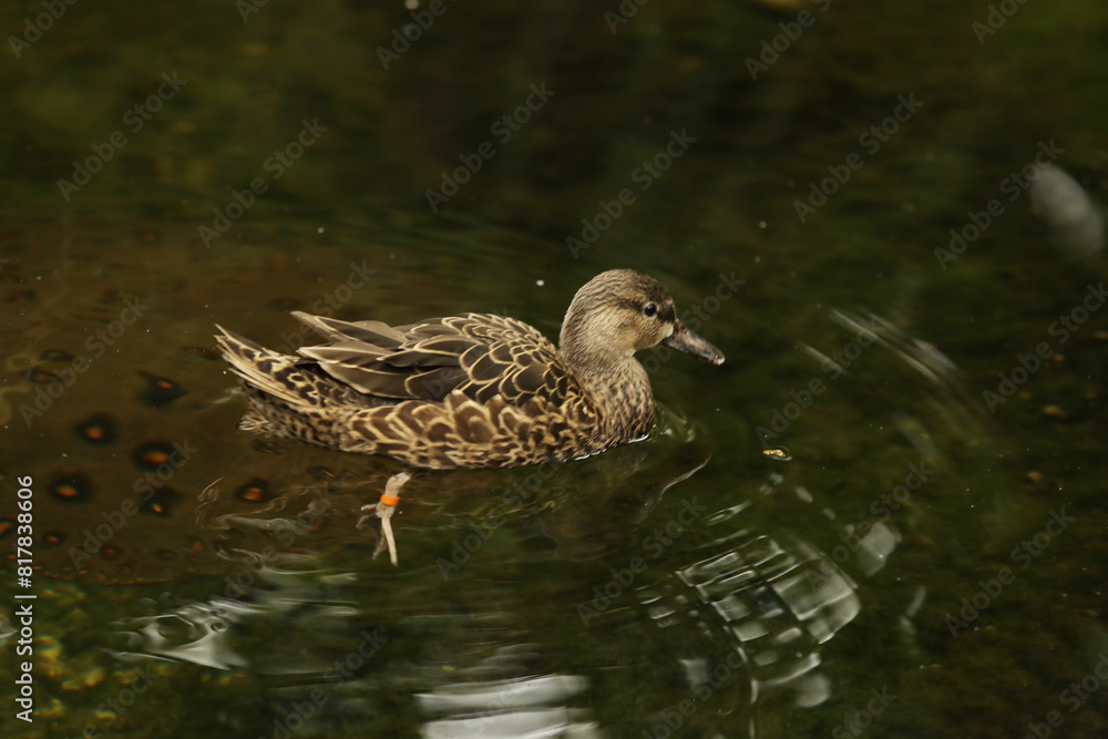 Wild brown duck in summer. Female mallard with a numbered ornithological ring on her leg Wild brown duck in summer. Female mallard with a numbered ornithological ring on her leg