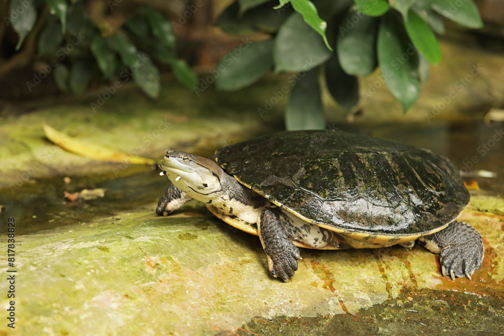 Fototapeta premium Geoffroy's turtle with side neck in water. Toad-headed turtle (Phrynops geoffroanus)