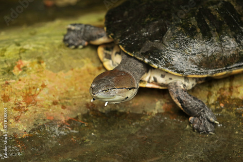 Geoffroy's turtle with side neck in water. Toad-headed turtle (Phrynops geoffroanus)