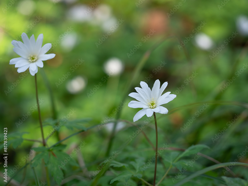 Tranquil scene of delicate white anemones growing in a lush green forest Tranquil scene of delicate white anemones growing in a lush green forest