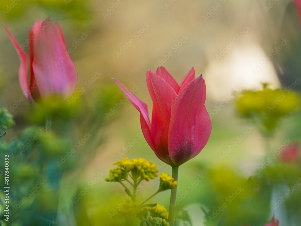 Naklejka premium Vibrant arrangement of red tulips surrounded by lush green foliage