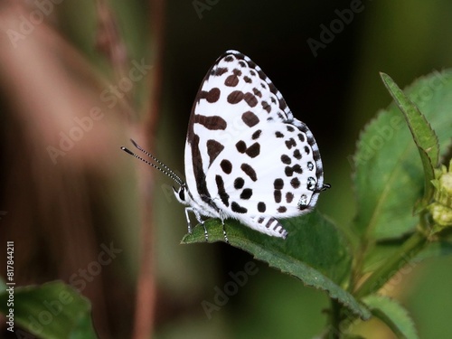 Castalius rose butterfly gracefully rests on the delicate stem of a plant photo