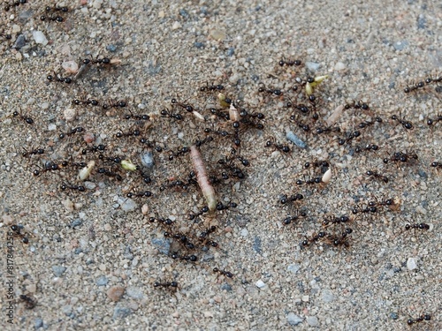 Obraz na płótnie some black anthill ants in a sand patch in the grass