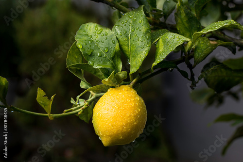 Lemon Tree close up details of a beautiful yellow fruit hanging on the branch with water droplets