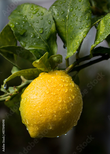 Lemon Tree close up details of a beautiful yellow fruit hanging on the branch with water droplets