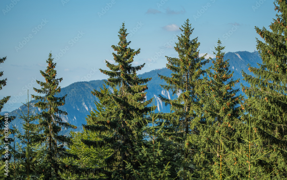 Lush forest enveloped by an enchanting array of trees, with majestic mountains in the backdrop Lush forest enveloped by an enchanting array of trees, with majestic mountains in the backdrop