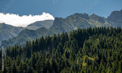 Fototapeta Naklejka Na Ścianę i Meble -  Lush forest enveloped by an enchanting array of trees, with majestic mountains in the backdrop