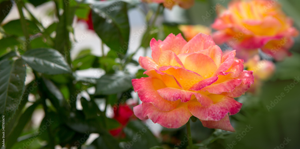 Coral rose flowers isolated on green in summer garden. Coral rose flowers isolated on green in summer garden.