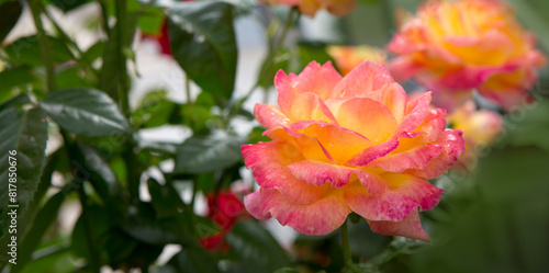 Coral rose flowers isolated on green in summer garden.