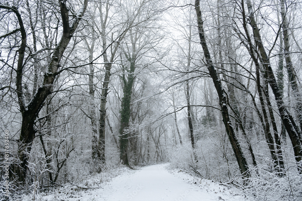 Snow-covered road flanked by towering trees Snow-covered road flanked by towering trees