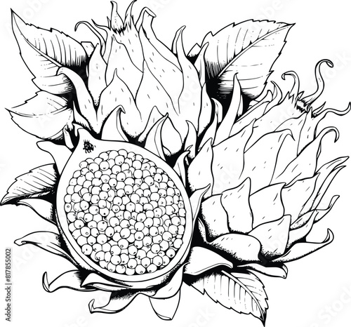 Dragon Fruit Coloring Pages for Kids