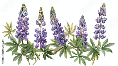 Elegant botanical drawing of Lupine purple flowers an