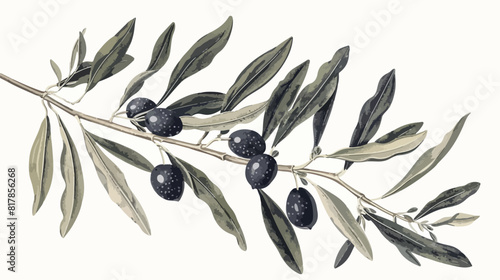 Elegant botanical drawing of olive or Olea Europaea t photo
