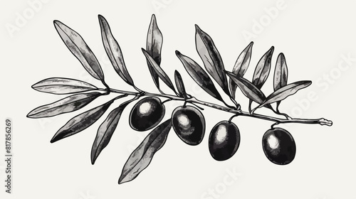 Elegant botanical drawing of olive or Olea Europaea t photo