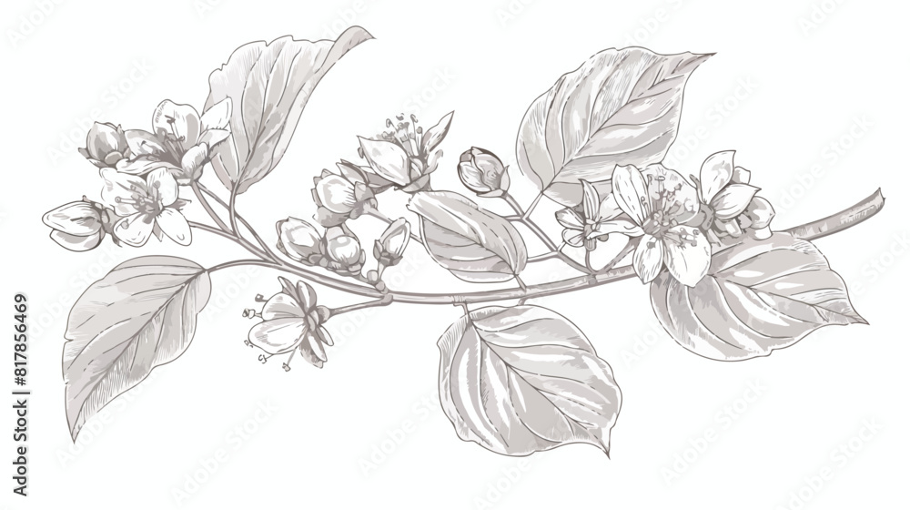 Elegant drawing of linden leaves beautiful blooming f
