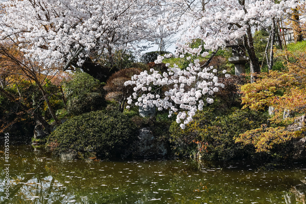 Group of white flowers hanging from tree branches near water. Group of white flowers hanging from tree branches near water.