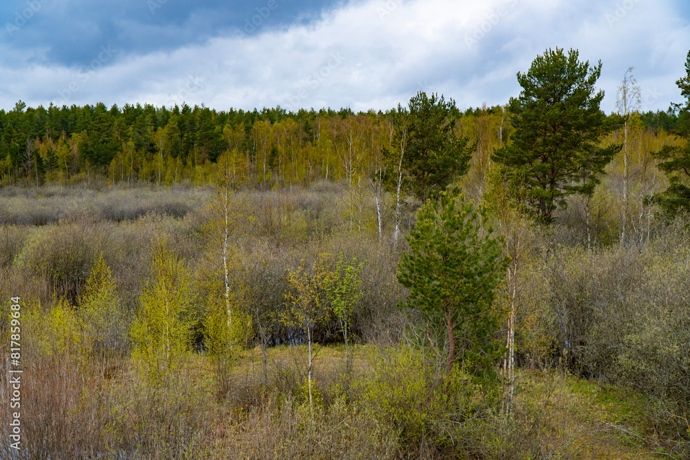 Beautiful scenic view of a spring forest with emerging green leaves under a cloudy sky. Perfect for landscape, nature, and seasonal-themed projects Beautiful scenic view of a spring forest with emerging green leaves under a cloudy sky. Perfect for landscape, nature, and seasonal-themed projects