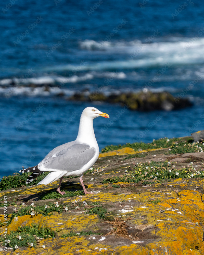White seagull perched on moss-covered rocks White seagull perched on moss-covered rocks