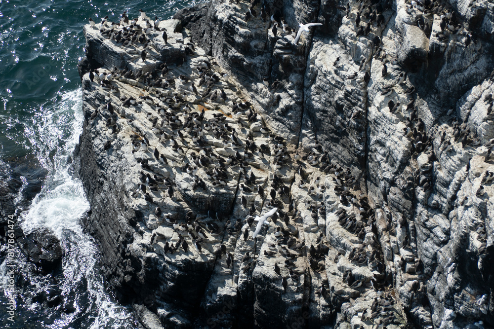 Fototapeta premium Aerial view of penguins perched on rocky shore