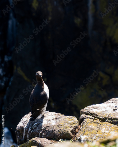 Black and gray spectacled guillemot (Cepphus carbo) perched on a rock photo