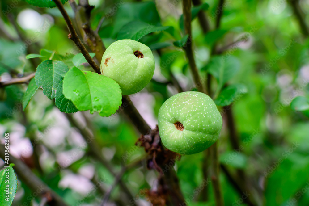 Many delicate small raw green fruits of Chaenomeles japonica shrub, commonly known as Japanese or Maule's quince, in a garden in a sunny autumn day Many delicate small raw green fruits of Chaenomeles japonica shrub, commonly known as Japanese or Maule's quince, in a garden in a sunny autumn day