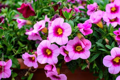 Large group of vivid pink, yellow and purple Petunia axillaris delicate flowers and green leaves in a garden pot in a sunny summer day photo