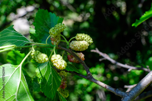 Small wild pink and white mulberries with tree branches and green leaves, also known as Morus tree, in a summer garden in a cloudy day, natural background with organic healthy food.