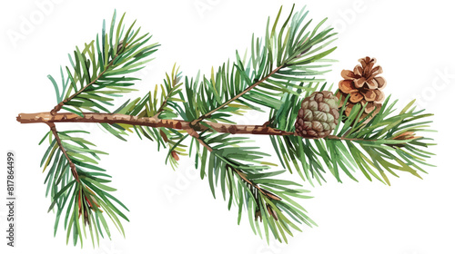 Fir tree branch with green needles and cone. Evergree