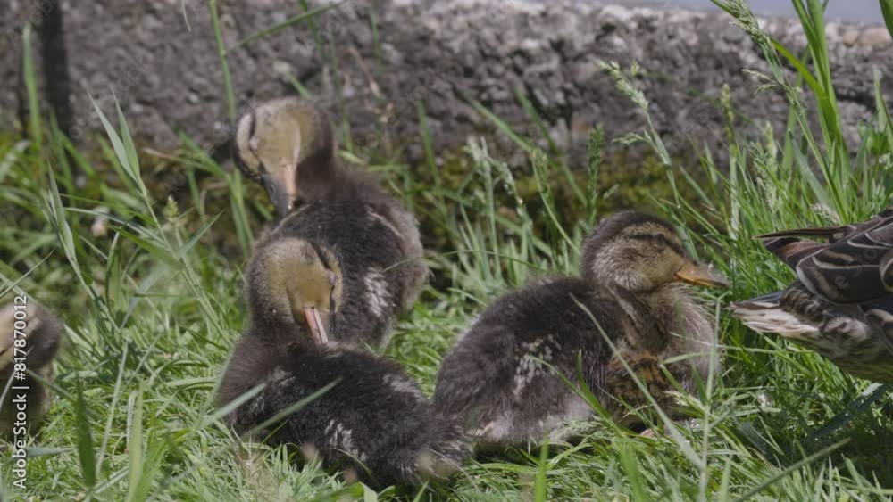 4k with a wild duck with chicks on a sunny spring day 4k with a wild duck with chicks on a sunny spring day