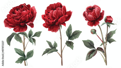 Four of beautiful botanical drawings of red peony-sha
