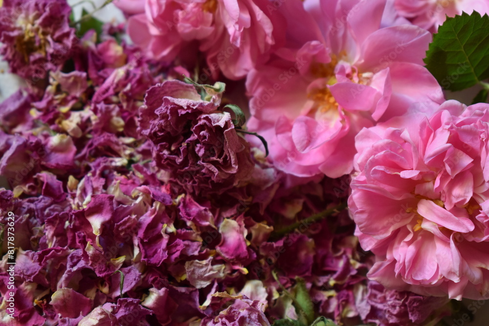 Freshly picked damask roses and dried petals Freshly picked damask roses and dried petals