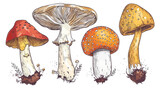 Four of edible mushrooms with titles on white background