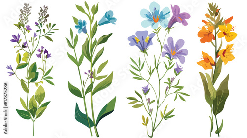 Four of field and meadow wild flowers. Botanical design