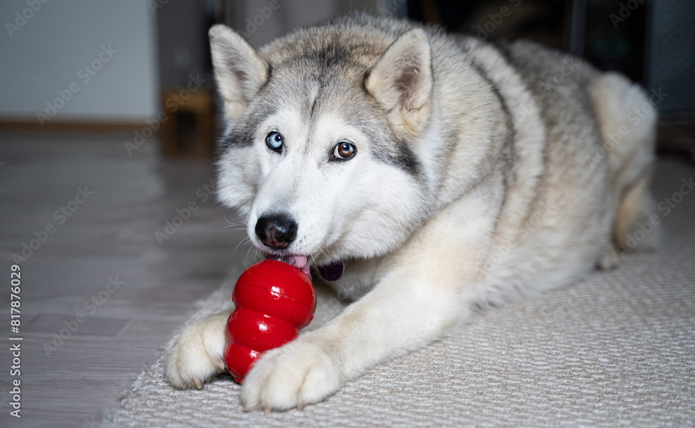 Beige fawn husky with multi-colored blue eyes lies on the carpet and chews a red rubber toy with edible filling, looks at the camera