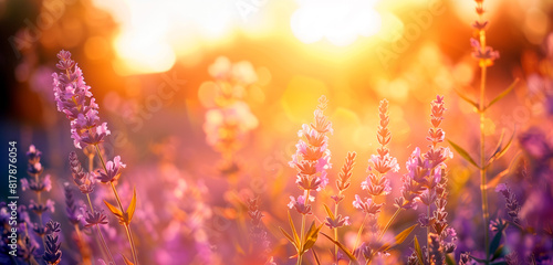 Close up of beautiful field of lavander flowers on warm sunset.
