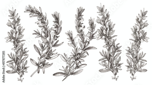 Four of monochrome drawings of rosemary plants with flat