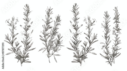 Four of monochrome drawings of rosemary plants with flat