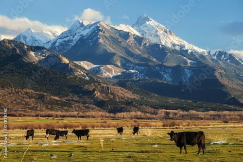 Grazing cows in pasture with snowy mountain peaks in background. Landscape with herd of cows on meadow with green grass at summer day