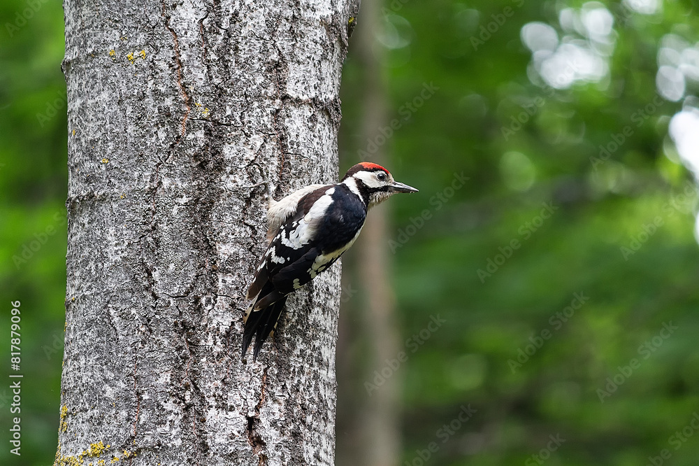 Great spotted woodpecker sitting on a tree in the forest Great spotted woodpecker sitting on a tree in the forest