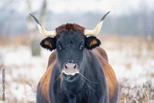 Close up photo of The aurochs (Bos primigenius) in winter landscape. Milovice, Czech repbulic.	 photo
