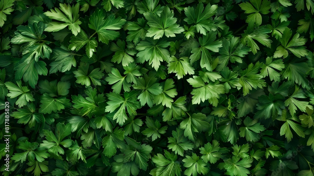 Fototapeta premium Parsley Close-Up, Fresh Green Herb Leaves Displayed in a Lush and Aromatic Organic Pattern