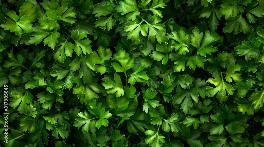 Fresh Green Parsley Leaves in a Close-Up View, Ideal for Garnishing, Cooking, or Culinary Designs Fresh Green Parsley Leaves in a Close-Up View, Ideal for Garnishing, Cooking, or Culinary Designs