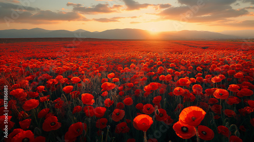 A field of red poppies with the sun setting in the background © Tatiana