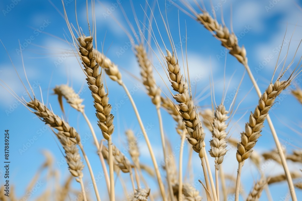Close-up of golden wheat ears against a bright blue sky with white clouds, showing a growing crop ready for harvest in a sunny field. Close-up of golden wheat ears against a bright blue sky with white clouds, showing a growing crop ready for harvest in a sunny field.